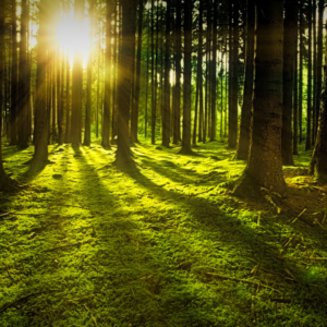 Aroma Herbst-Klang Meditation Waldzauber